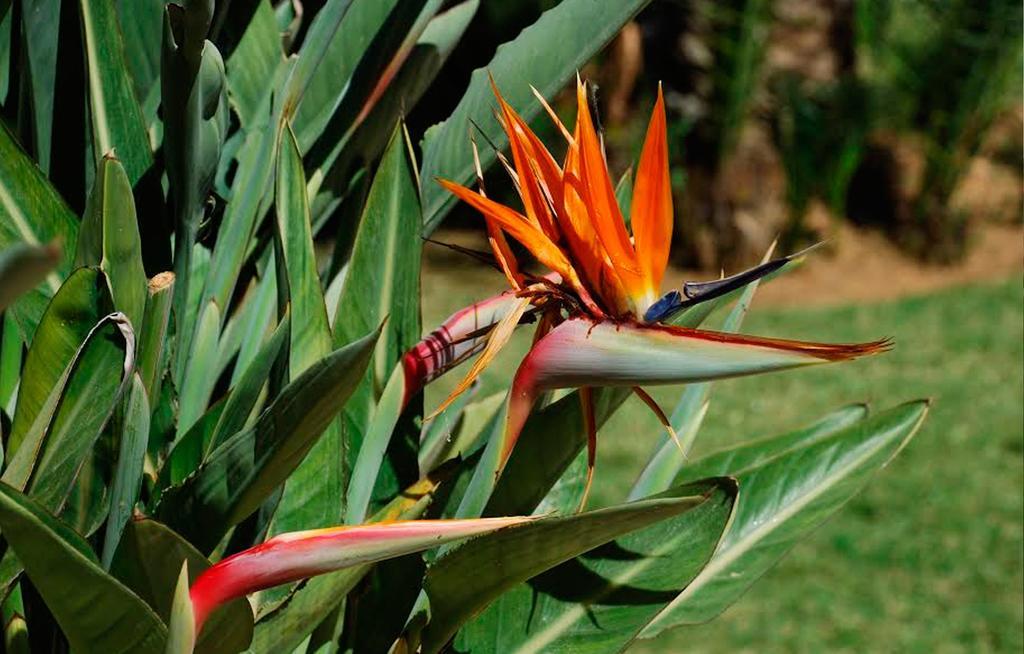 Atico De Jardines Daire Denia Oda fotoğraf